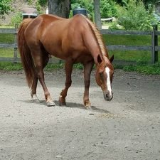 Horse in Outside Ring